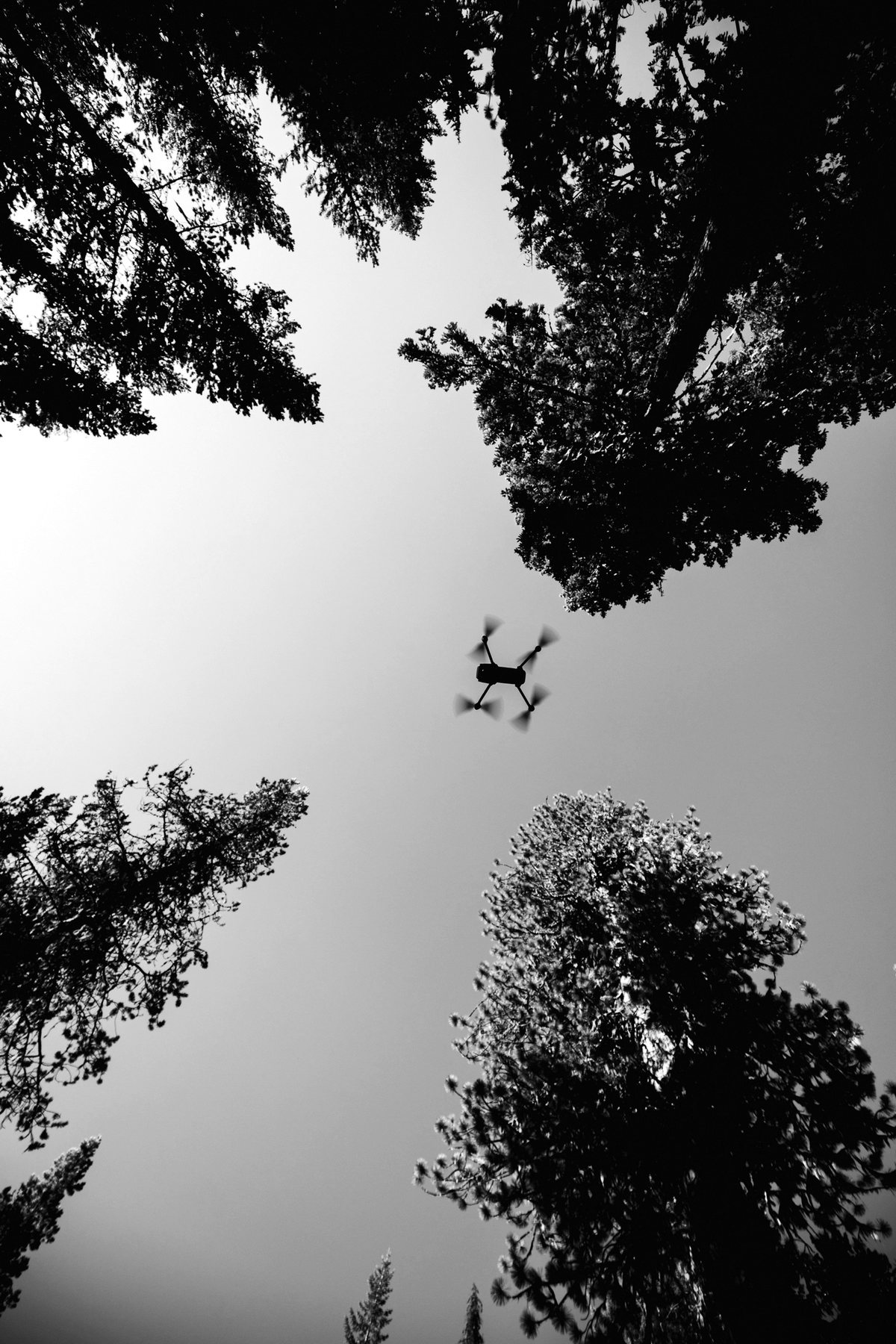 A mapping drone flying between tall trees, seen from below